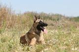 MALINOIS 301